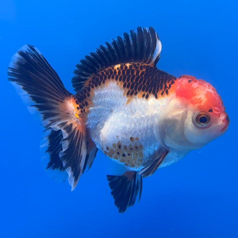 Thai Oranda Apache 3" Body Female (CK-463)R1A04