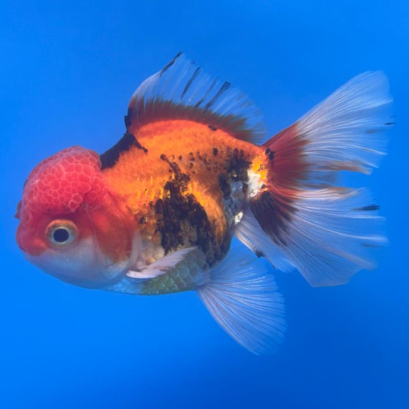 Thai Oranda Apache 3" Body Male (CK-468)R1B04