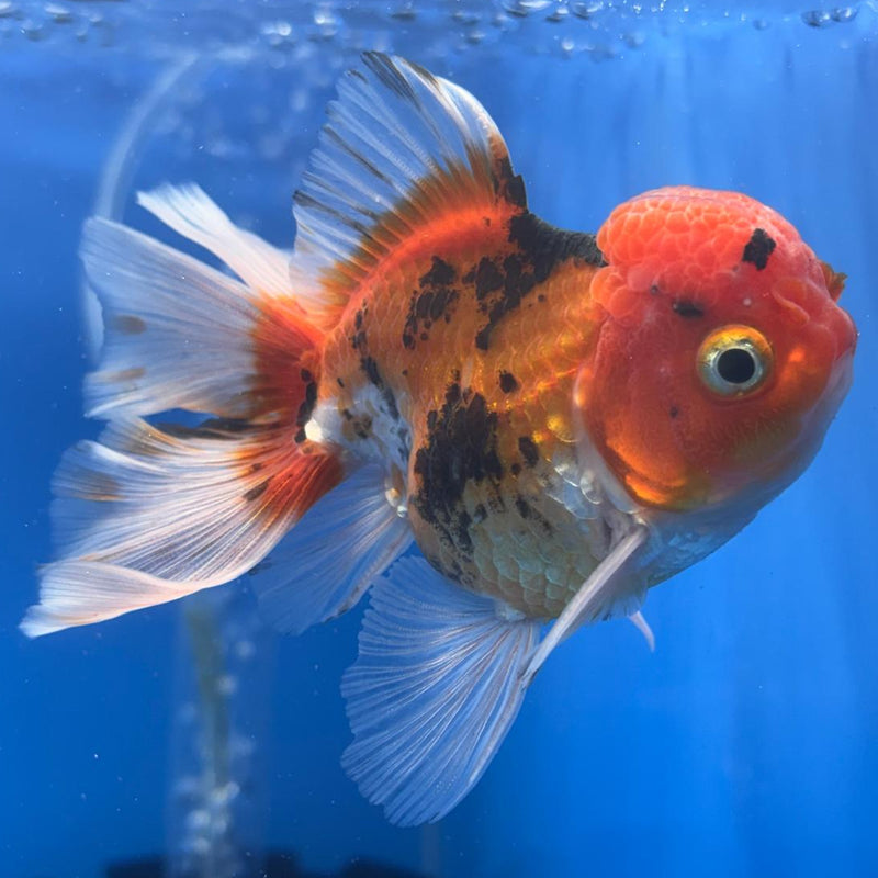 Thai Oranda Apache 3" Body Male (CK-468)R1B04