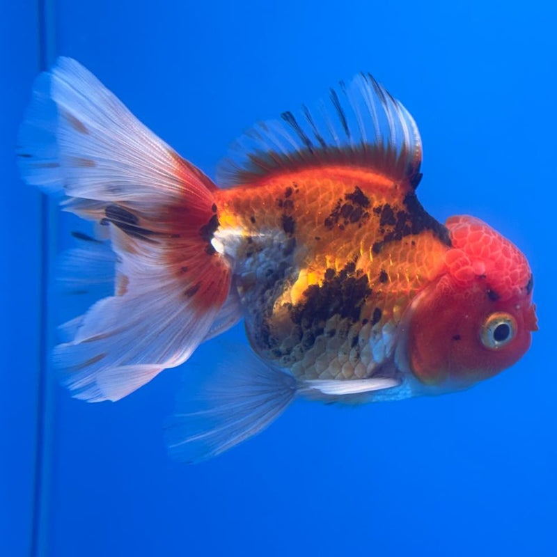 Thai Oranda Apache 3" Body Male (CK-468)R1B04