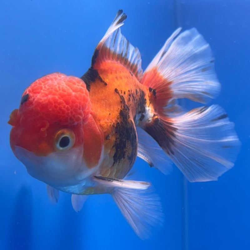 Thai Oranda Apache 3" Body Male (CK-468)R1B04