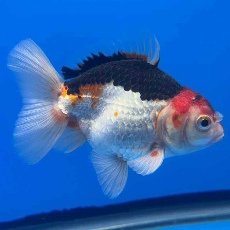 Thai Oranda Tri-Color 3" Body Male (CK-469)R1B04