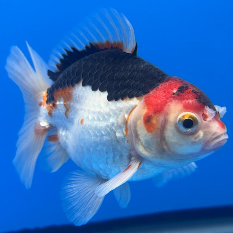 Thai Oranda Tri-Color 3" Body Male (CK-469)R1B04