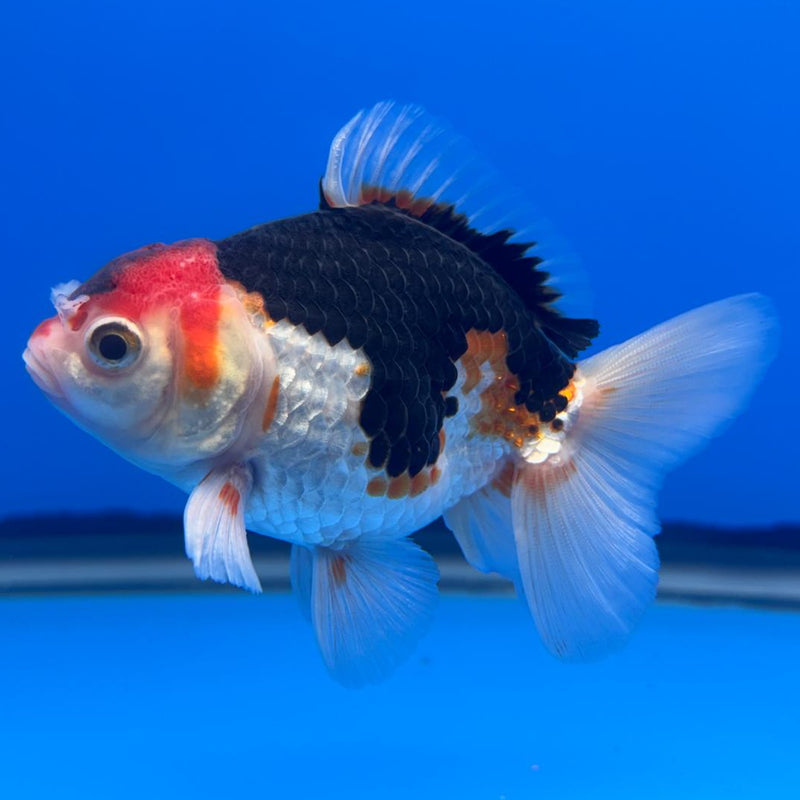 Thai Oranda Tri-Color 3" Body Male (CK-469)R1B04