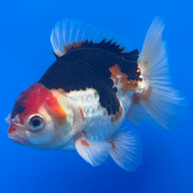 Thai Oranda Tri-Color 3" Body Male (CK-469)R1B04
