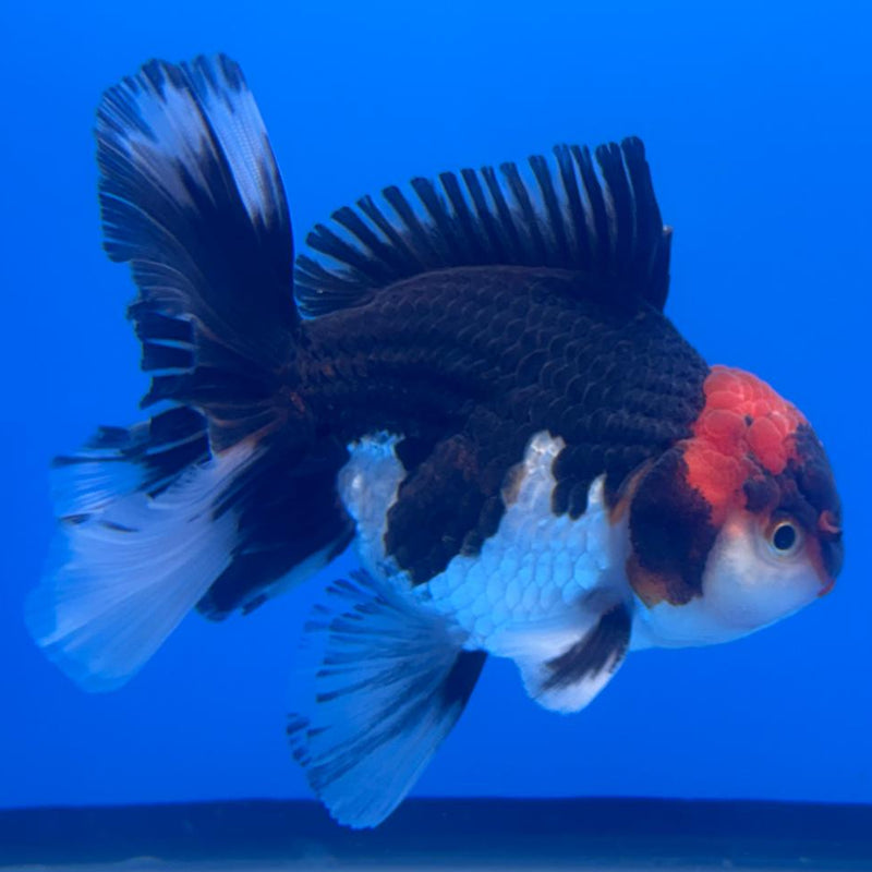 Thai Oranda Orchid Tail Tri-Color 3" Body Male (CK-470)R1B05