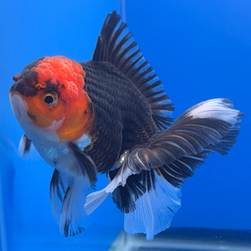 Thai Oranda Orchid Tail Tri-Color 3" Body Male (CK-470)R1B05