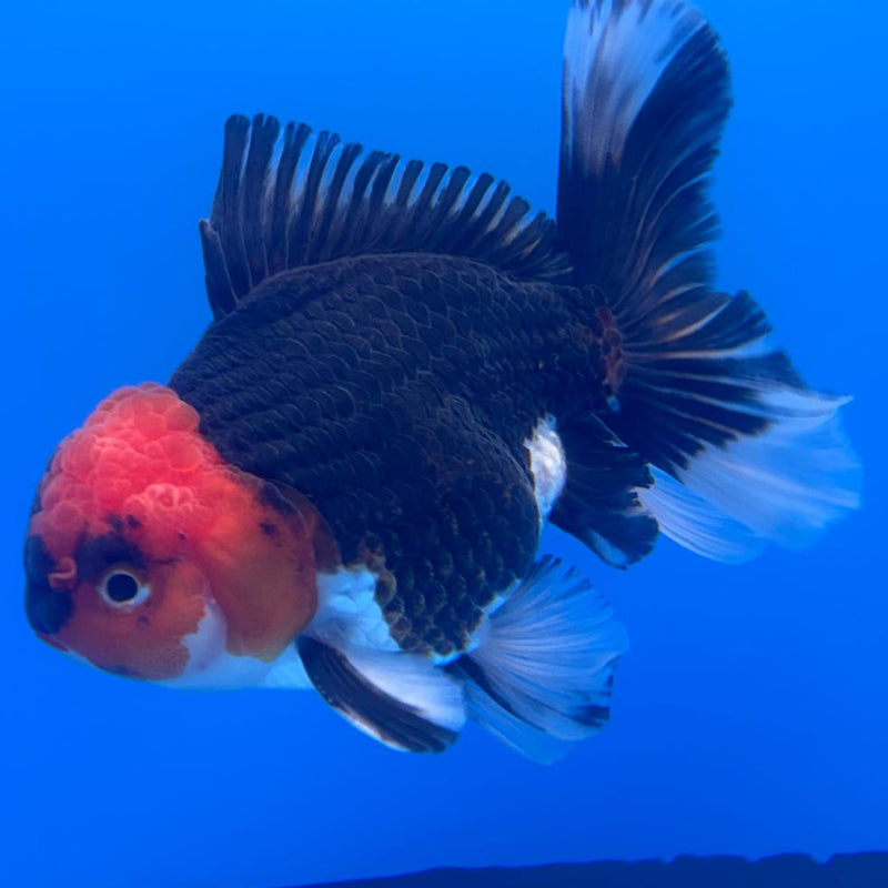 Thai Oranda Orchid Tail Tri-Color 3" Body Male (CK-470)R1B05