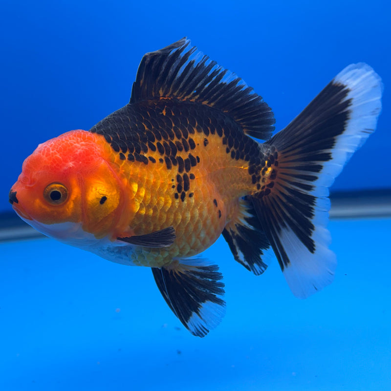 Thai Oranda Orchid Tail Apache 3" Body Female (CK-471)R1B05