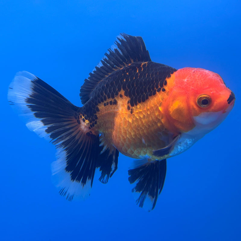 Thai Oranda Orchid Tail Apache 3" Body Female (CK-471)R1B05