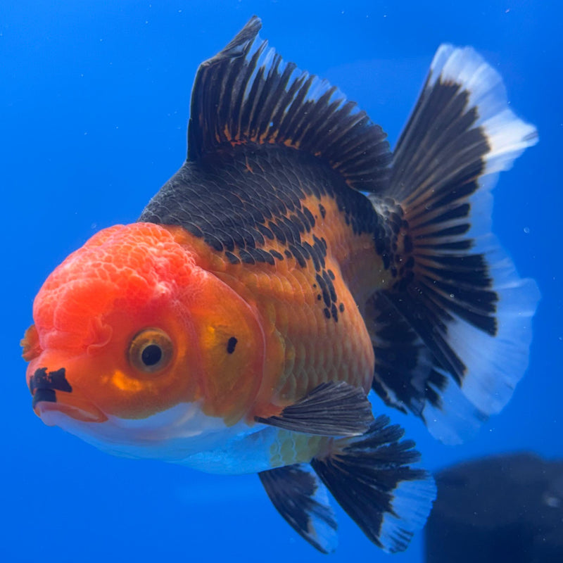 Thai Oranda Orchid Tail Apache 3" Body Female (CK-471)R1B05