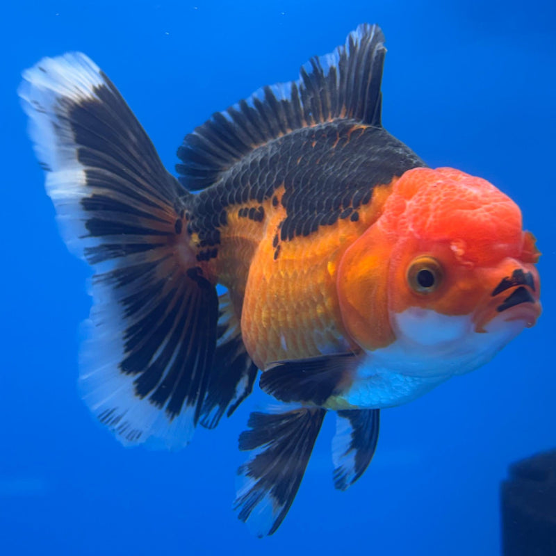 Thai Oranda Orchid Tail Apache 3" Body Female (CK-471)R1B05