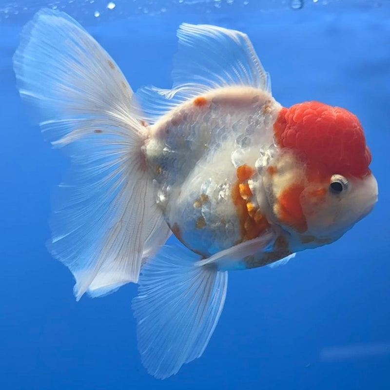 Thai Oranda Red/White Calico 3" Body Male (CK-473)R1B05
