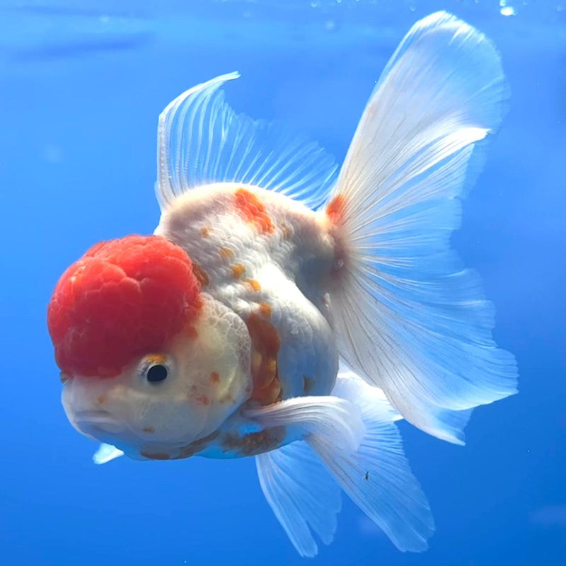 Thai Oranda Red/White Calico 3" Body Male (CK-473)R1B05