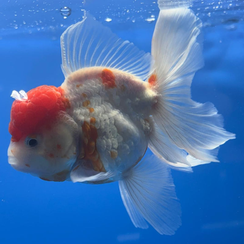 Thai Oranda Red/White Calico 3" Body Male (CK-473)R1B05
