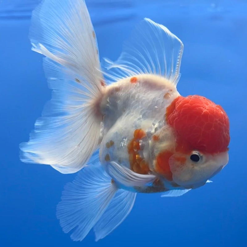Thai Oranda Red/White Calico 3" Body Male (CK-473)R1B05