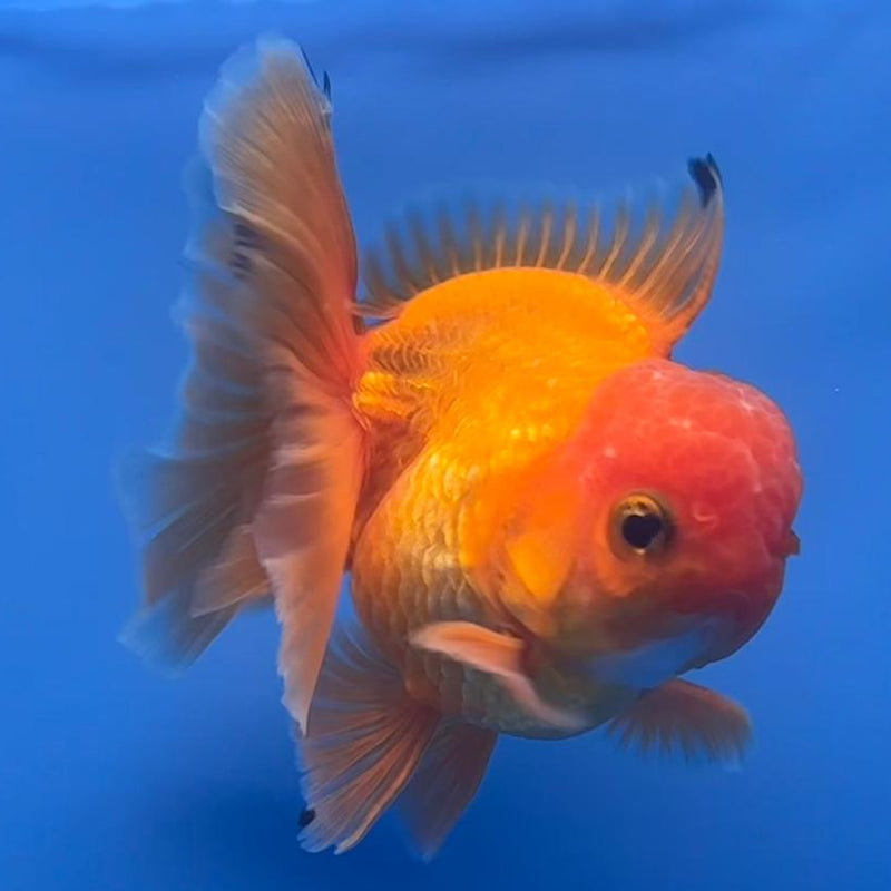 Thai Oranda Full Red 3" Body Male (CK-474)R1B05