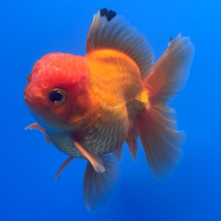 Thai Oranda Full Red 3" Body Male (CK-474)R1B05