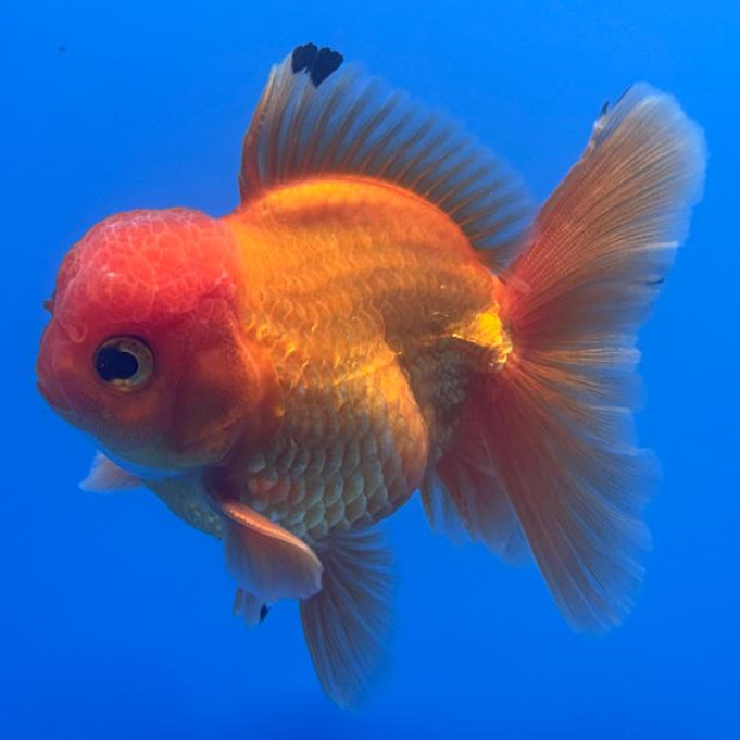 Thai Oranda Full Red 3" Body Male (CK-474)R1B05