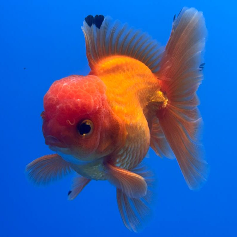 Thai Oranda Full Red 3" Body Male (CK-474)R1B05
