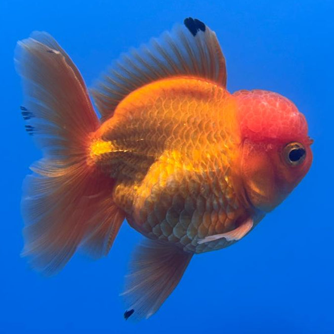 Thai Oranda Full Red 3" Body Male (CK-474)R1B05