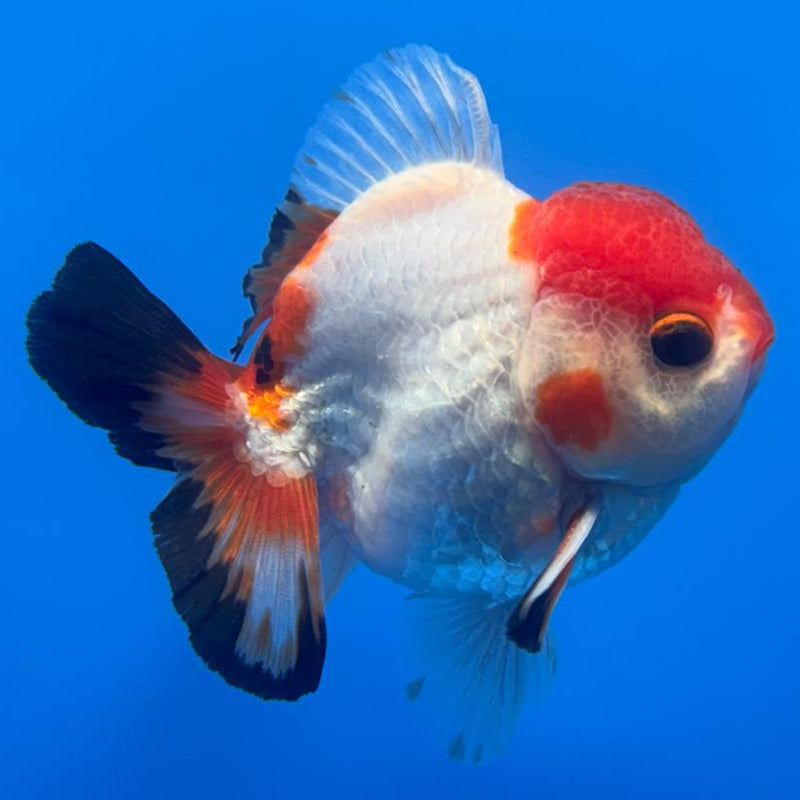 Thai Oranda Tri-Color 3" Body Male (CK-475)R1B05
