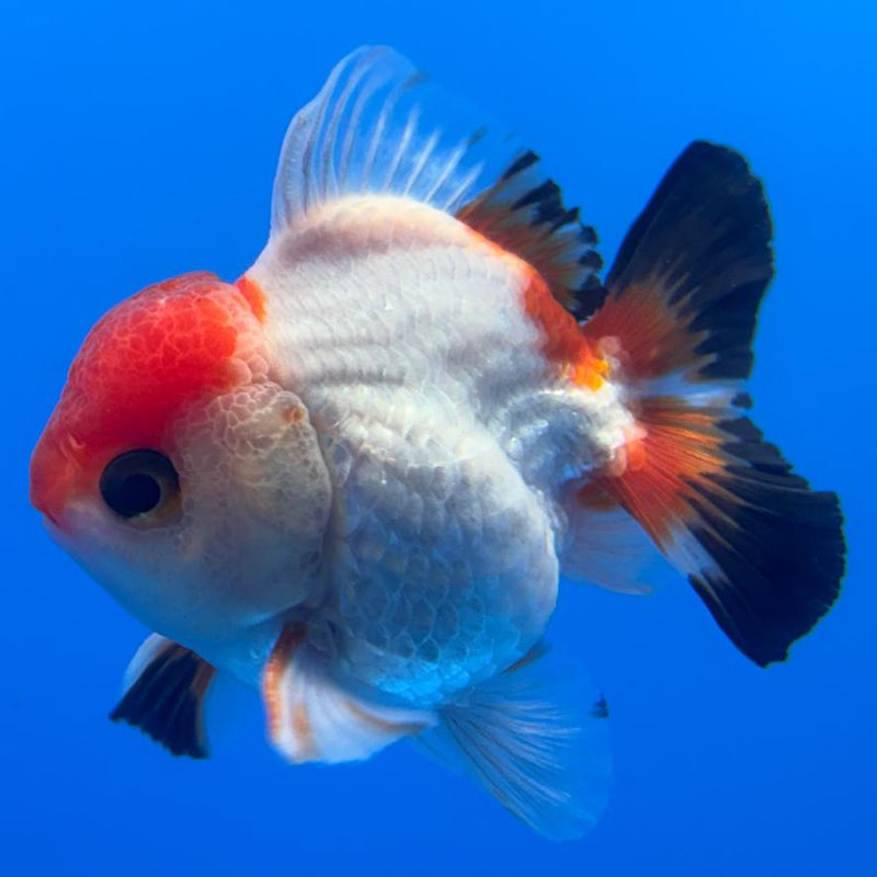 Thai Oranda Tri-Color 3" Body Male (CK-475)R1B05