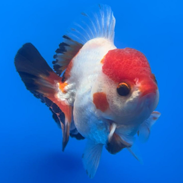 Thai Oranda Tri-Color 3" Body Male (CK-475)R1B05