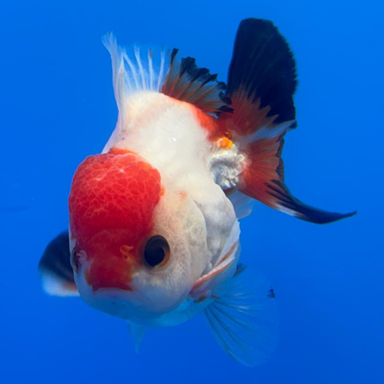 Thai Oranda Tri-Color 3" Body Male (CK-475)R1B05