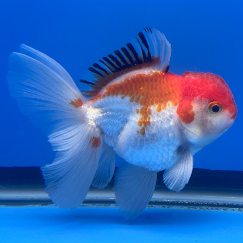 Thai Oranda Tri-Color 3" Body Male (CK-476)R1B05