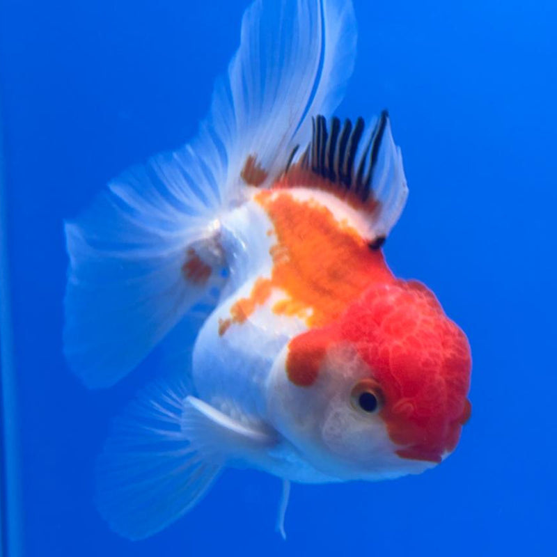 Thai Oranda Tri-Color 3" Body Male (CK-476)R1B05