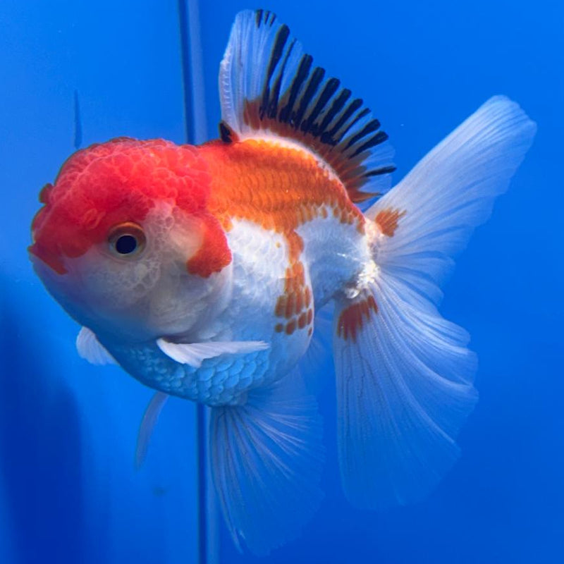 Thai Oranda Tri-Color 3" Body Male (CK-476)R1B05