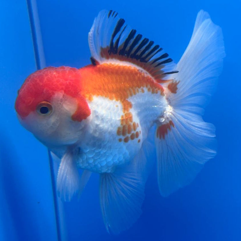 Thai Oranda Tri-Color 3" Body Male (CK-476)R1B05