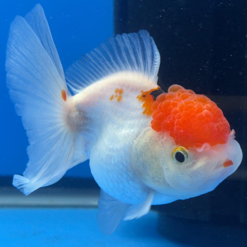 Thai Oranda Tri-Color 3" Body Female (CK-477)R1B05