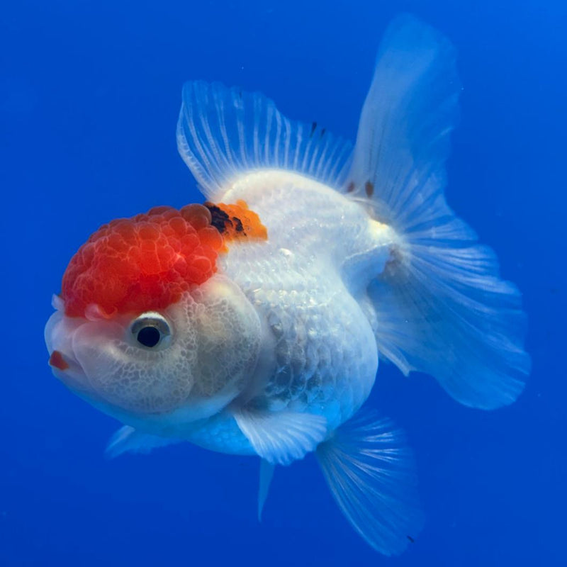 Thai Oranda Tri-Color 3" Body Female (CK-477)R1B05