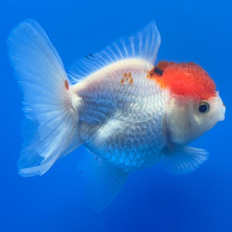 Thai Oranda Tri-Color 3" Body Female (CK-477)R1B05