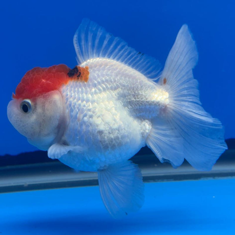 Thai Oranda Tri-Color 3" Body Female (CK-477)R1B05