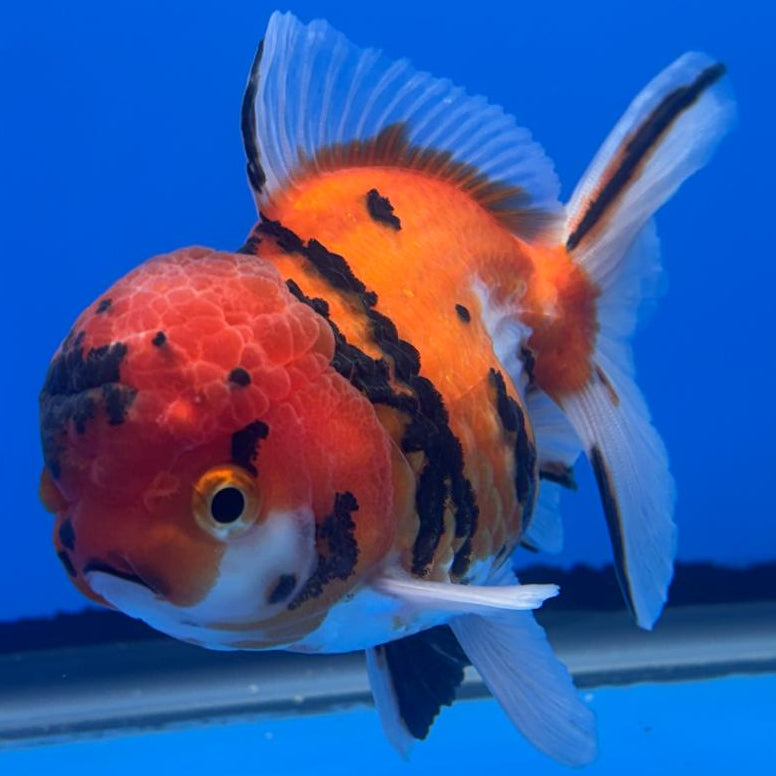 Thai Oranda Tiger Calico 3" Body Male (CK-478)R1A02