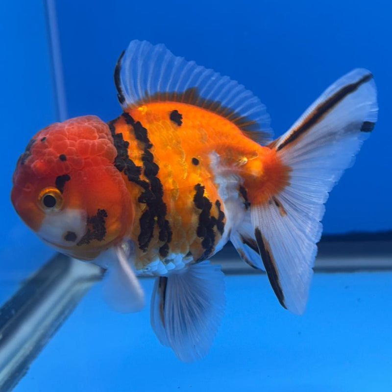 Thai Oranda Tiger Calico 3" Body Male (CK-478)R1A02