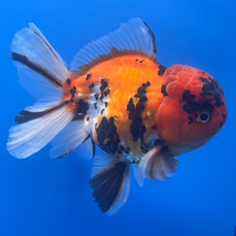 Thai Oranda Tiger Calico 3" Body Male (CK-478)R1A02