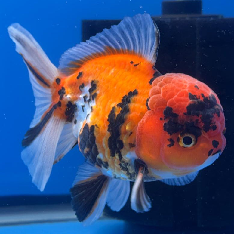Thai Oranda Tiger Calico 3" Body Male (CK-478)R1A02