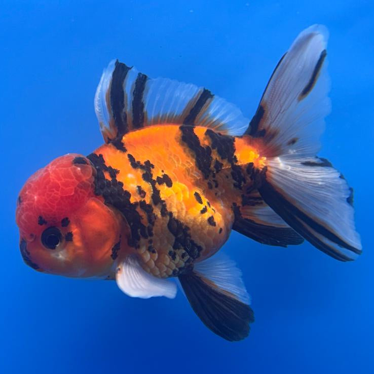 Thai Oranda Tiger Calico 3" Body Male (CK-479)R1A02