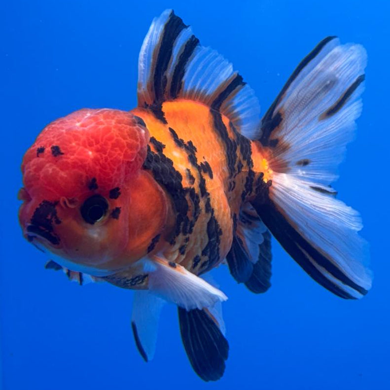 Thai Oranda Tiger Calico 3" Body Male (CK-479)R1A02