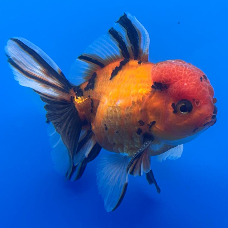 Thai Oranda Tiger Calico 3" Body Male (CK-479)R1A02