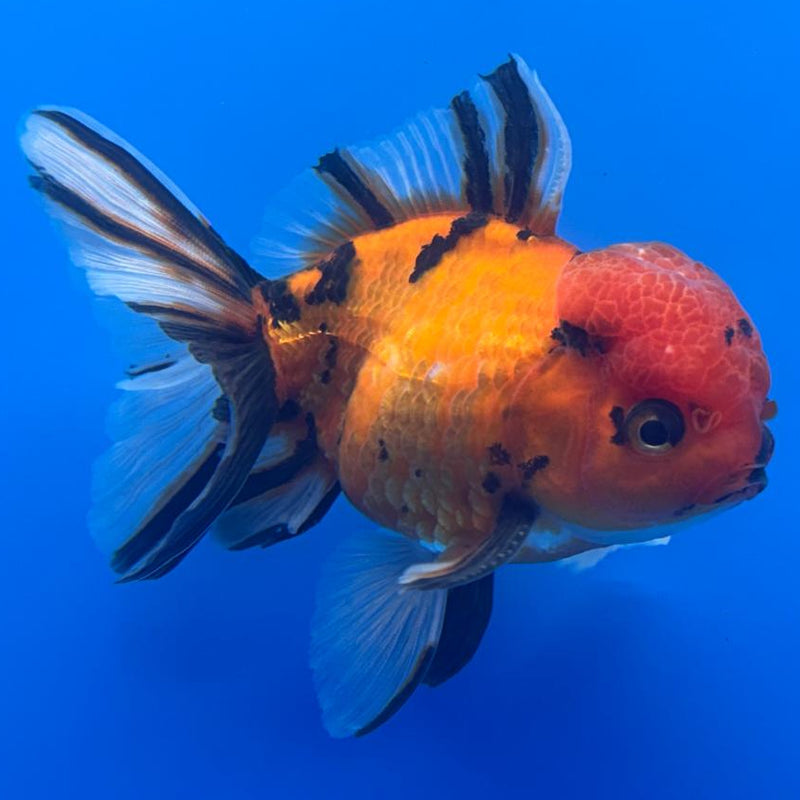 Thai Oranda Tiger Calico 3" Body Male (CK-479)R1A02