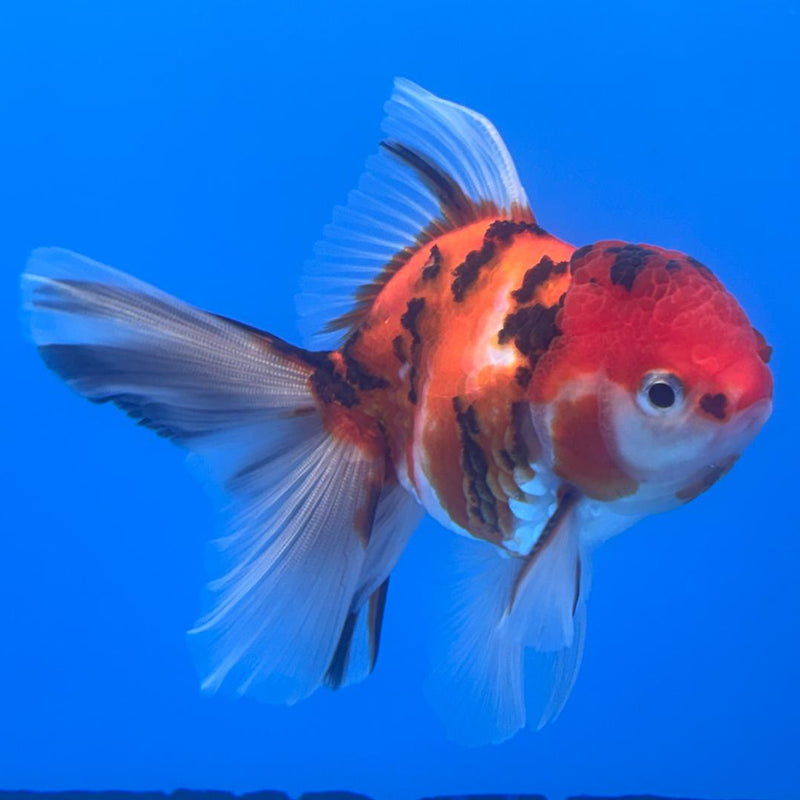 Thai Oranda Tiger Calico 3" Body Male (CK-480)R1A02