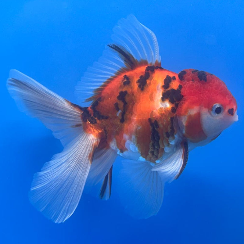 Thai Oranda Tiger Calico 3" Body Male (CK-480)R1A02