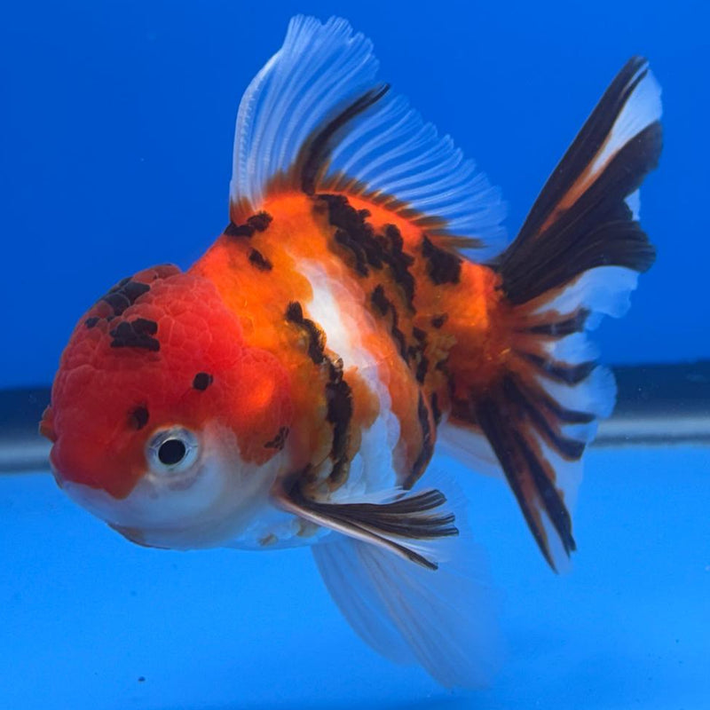 Thai Oranda Tiger Calico 3" Body Male (CK-480)R1A02