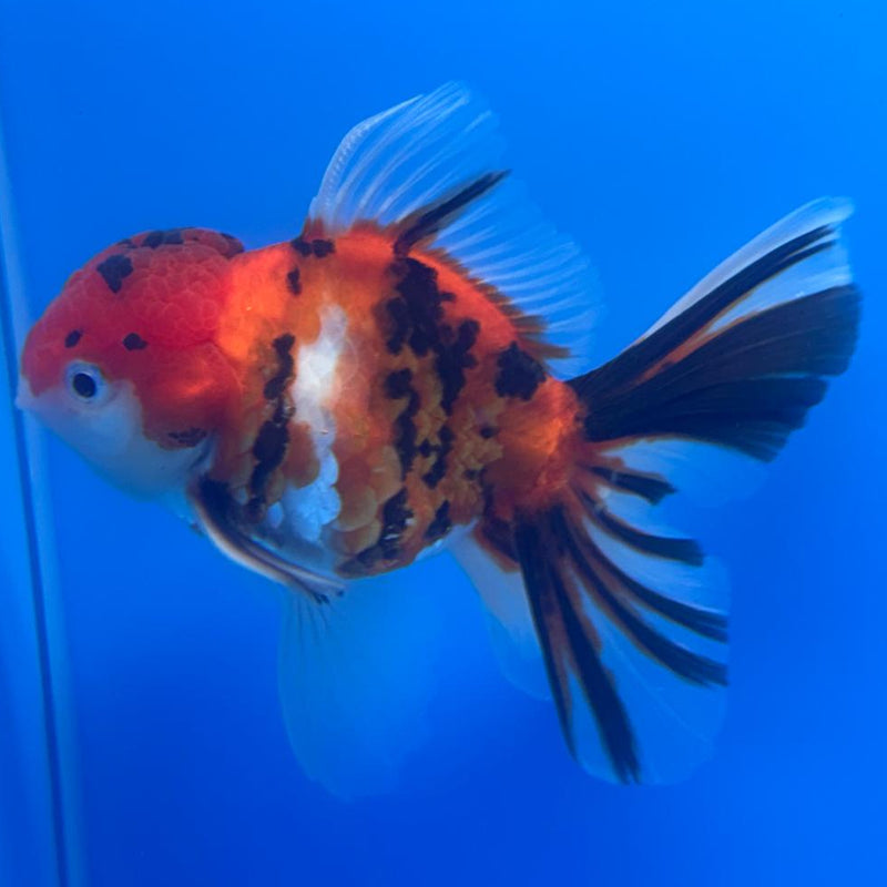 Thai Oranda Tiger Calico 3" Body Male (CK-480)R1A02