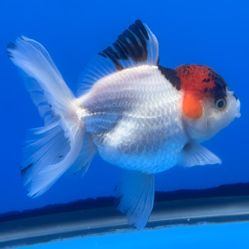Thai Oranda Tri-Color 3" Body Male (CK-481)R1A02